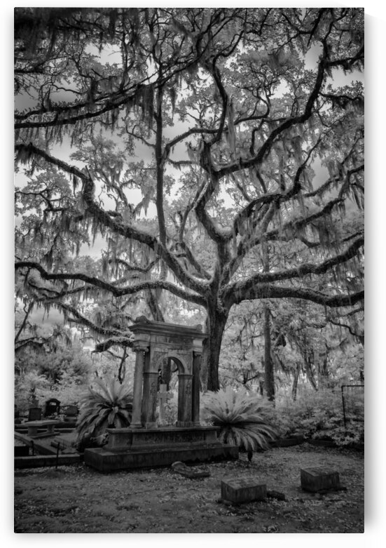 Oak in Cemetary II by Images By Jon Evan