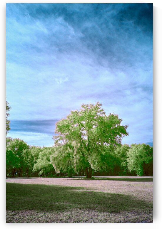 Central Florida Tree by Images By Jon Evan