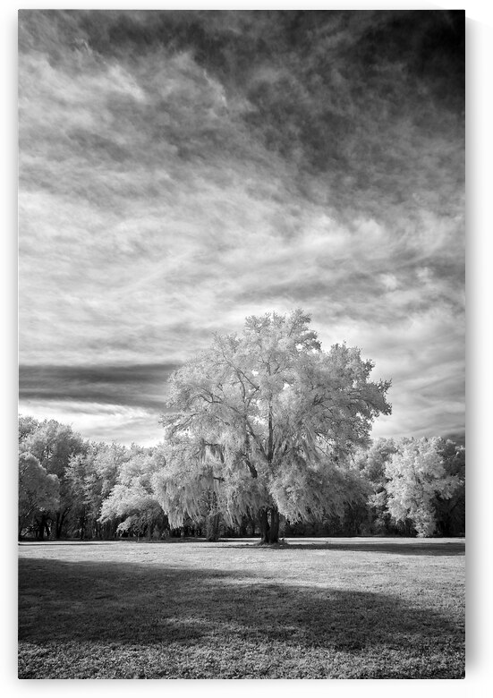 Trees in Florida by Images By Jon Evan