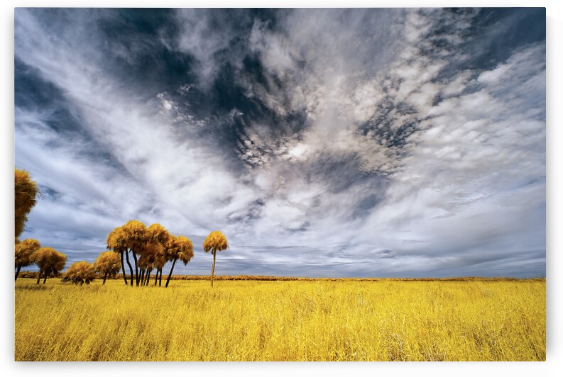 Palm Trees in Myakka Park by Images By Jon Evan