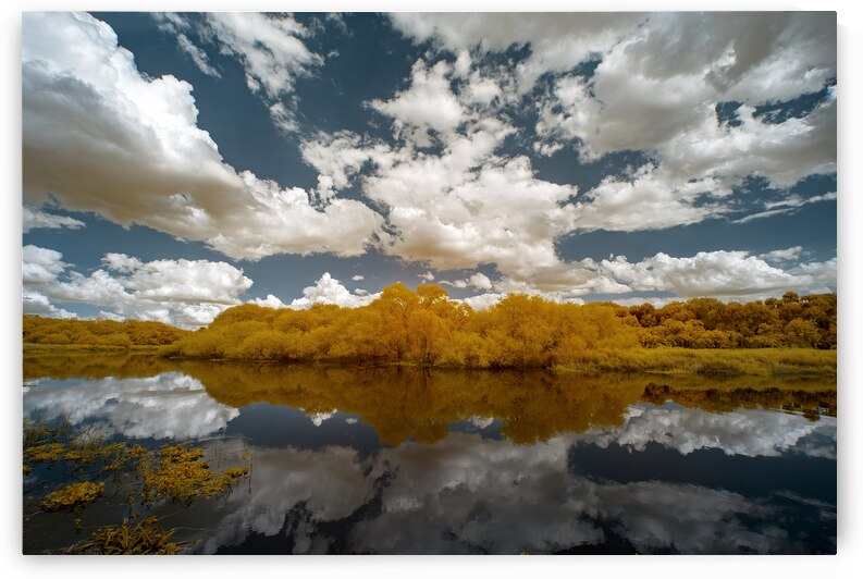 Myakka Park in Florida  by Images By Jon Evan