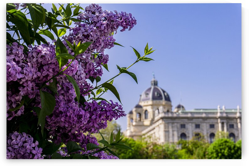 VlavenderFULL by GK Art Shots