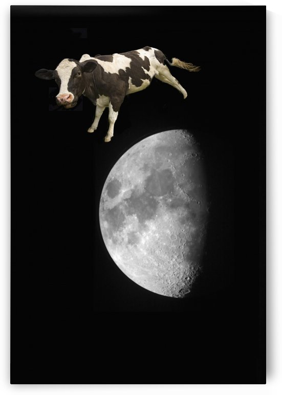 The Cow Jumped Over The Moon; Northumberland, England by PacificStock