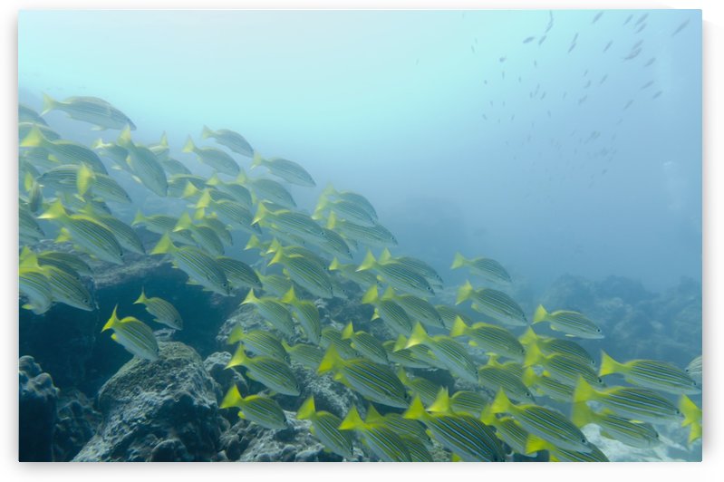 A School Of Fish Swimming Underwater; Galapagos, Equador by PacificStock