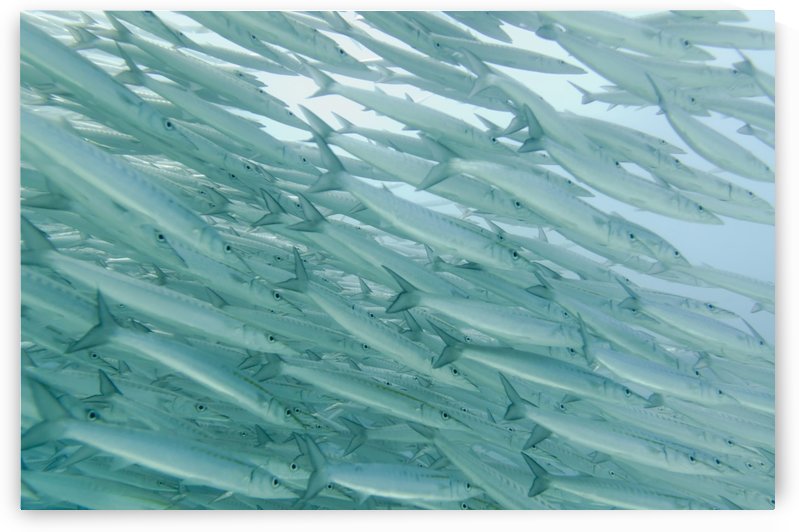 A School Of Barracudas Swimming Underwater; Galapagos, Equador by PacificStock