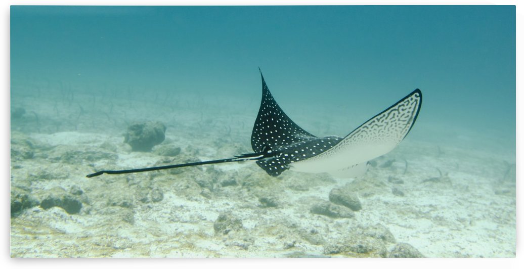A Spotted Eagle Ray (Aetobatus Narinari)Under The Water; Galapagos, Equador by PacificStock