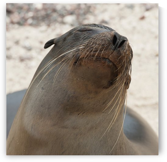 Whiskers On The Face Of A Fur Seal (Otariidae); Galapagos, Equador by PacificStock