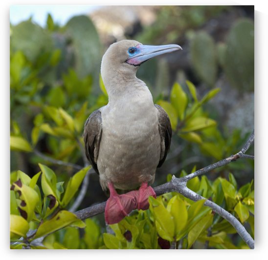 A Red-Footed Booby (Sula Sula); Galapagos, Equador by PacificStock