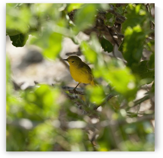 Yellow Warbler (Dendroica Petechia); Galapagos, Equador by PacificStock