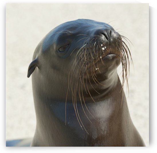 Sea Lion; Galapagos, Equador by PacificStock