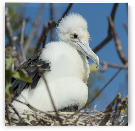 A Frigatebird Sitting In A Nest; Galapagos, Equador by PacificStock