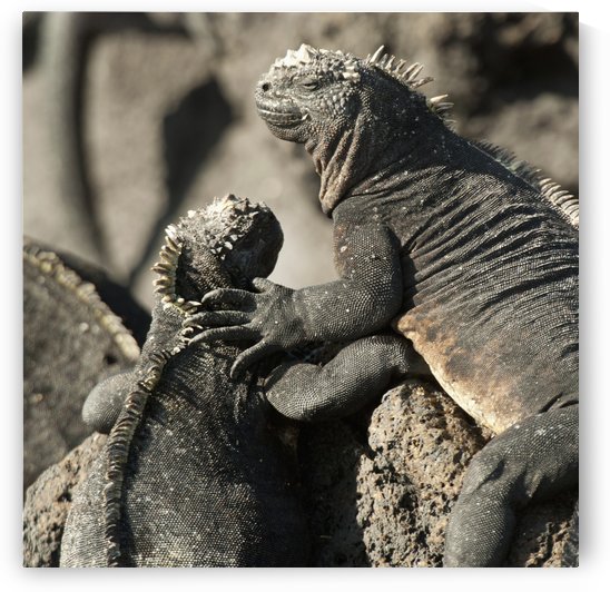 Two Marine Iguanas (Amblyrhynchus Cristatus) Showing Affection; Galapagos, Equador by PacificStock