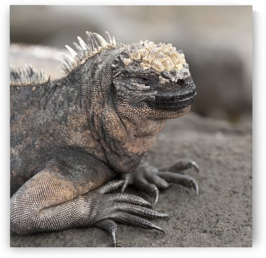 Marine Iguana (Amblyrhynchus Cristatus); Galapagos, Equador by PacificStock