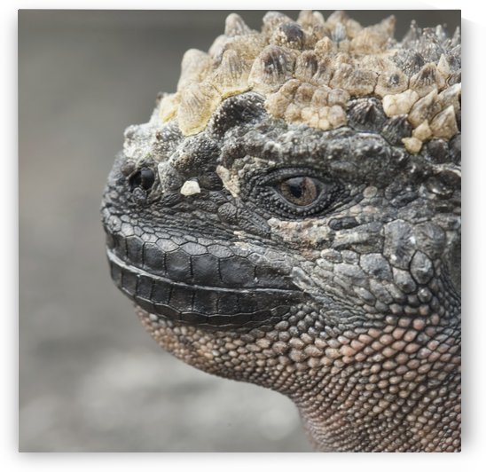 Marine Iguana (Amblyrhynchus Cristatus); Galapagos, Equador by PacificStock