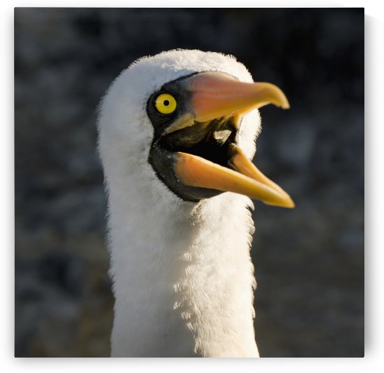 Nazca Booby (Sula Granti); Galapagos, Equador by PacificStock
