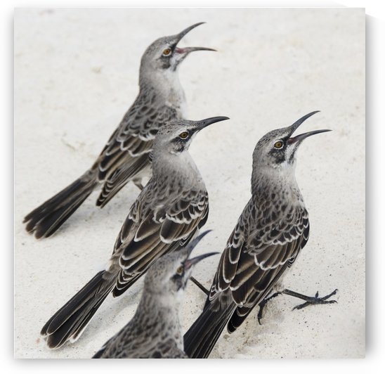 Mockingbirds (Mimidae); Galapagos, Equador by PacificStock