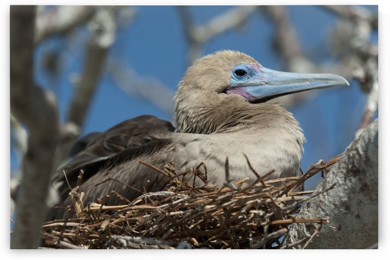 Red-Footed Booby (Sula Sula) Sitting In A Nest; Galapagos, Equador by PacificStock