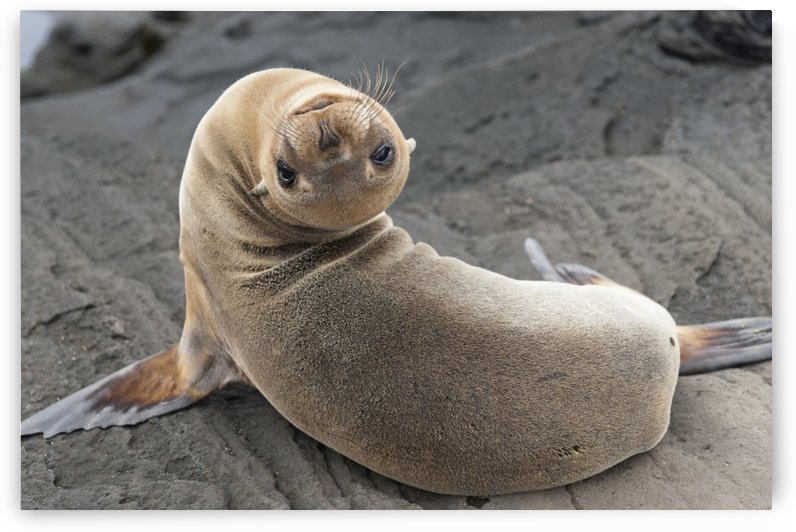 Fur Seal (Otariidae) Looking Back Upside Down; Galapagos, Equador by PacificStock