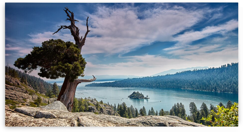 Lake Tahoe Tree by Images By Jon Evan