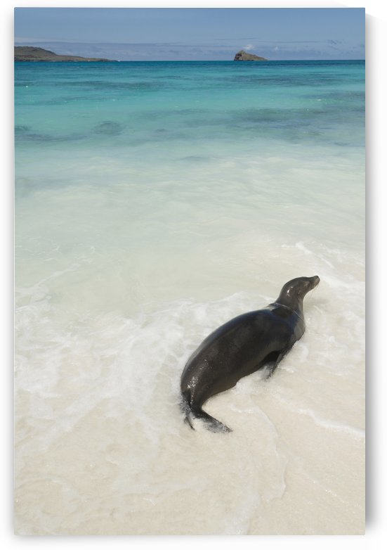 A Sea Lion (Otariidae) In The Shallow Water With It's Belly On The White Sand In Gardner Bay; Galapagos, Equador by PacificStock