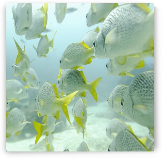 A School Of Yellow-Tailed Grunt Fish (Anisotremus Interruptus) Swimming Underwater; Galapagos, Equador by PacificStock