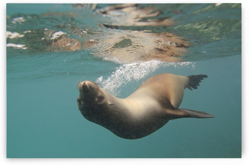 A Sea Lion Swimming Under The Water's Surface; Galapagos, Equador by PacificStock