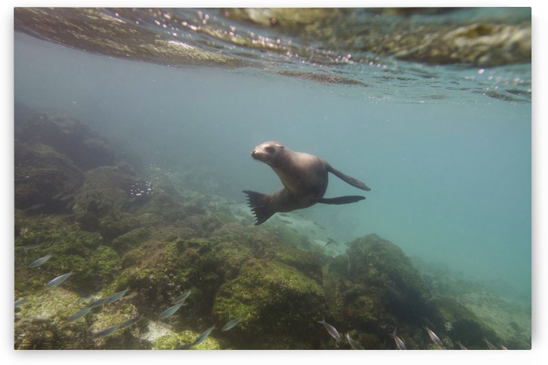 A sea lion swimming under the water's surface watching a school of fish;Galapagos, equador by PacificStock