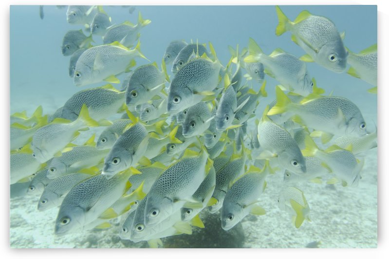 Yellow-Tailed Grunt Fish (Anisotremus Interruptus); Galapagos, Equador by PacificStock