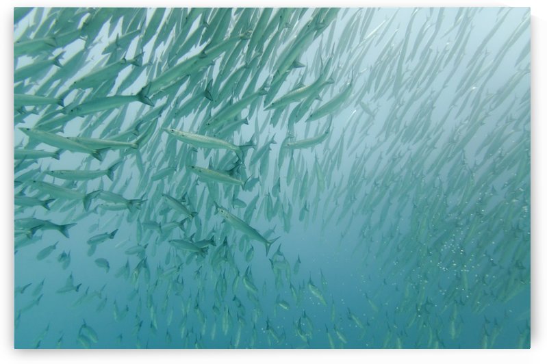A Large Group Of Pacific Barracuda (Sphryaena Argentea) In The Pacific Ocean; Galapagos, Equador by PacificStock
