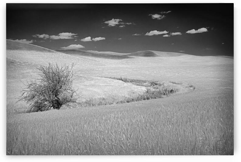 Palouse Tree II by Images By Jon Evan