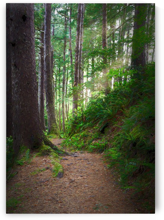 Forest in Oregon by Images By Jon Evan