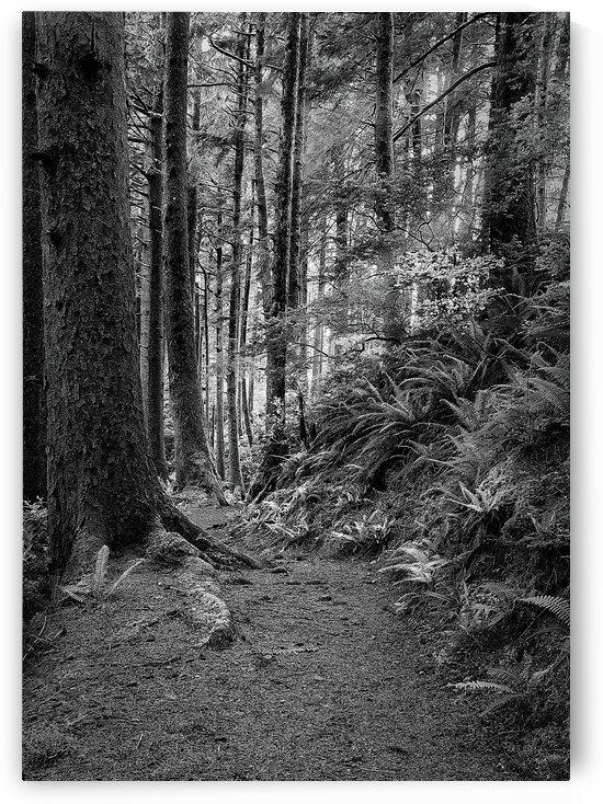 Forest in Oregon by Images By Jon Evan
