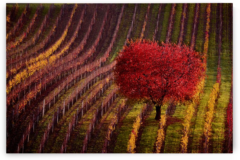 Red Leaves in South Moravia Winery by Images By Jon Evan