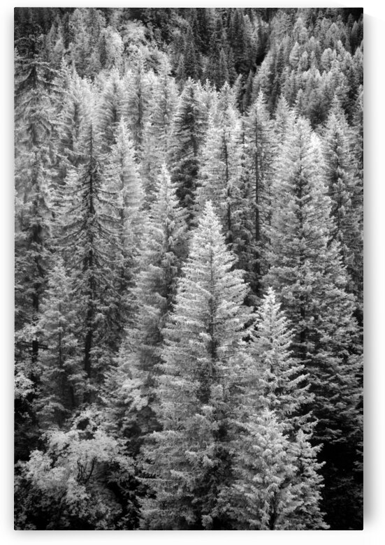 French Alp Trees by Images By Jon Evan