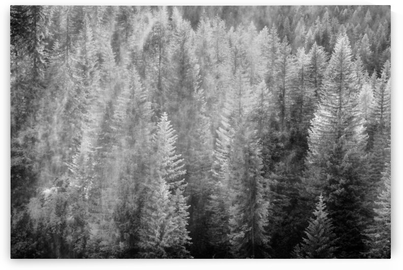 More French Alp Trees by Images By Jon Evan