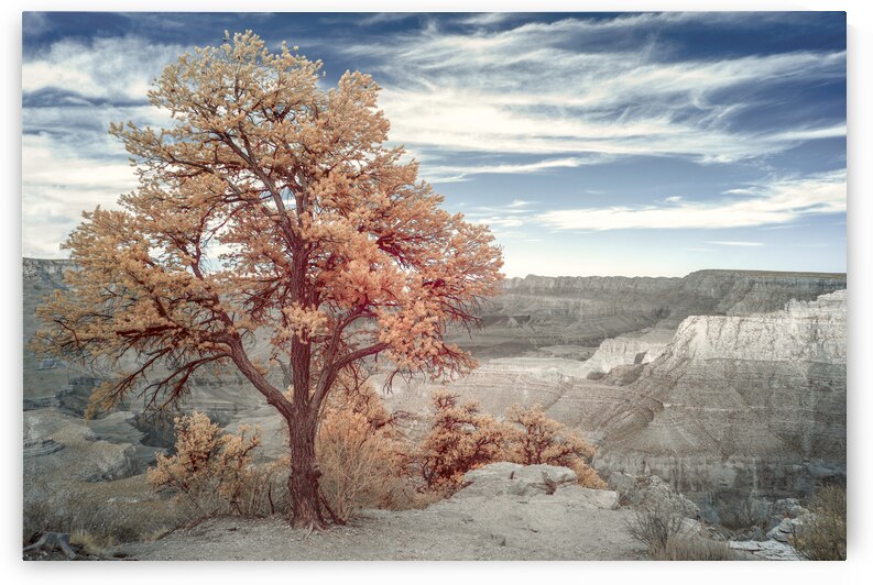 Juniper in Grand Canyon by Images By Jon Evan