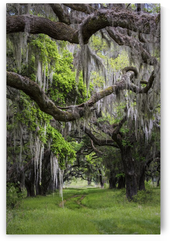 Spanish Moss in Georgia by Images By Jon Evan