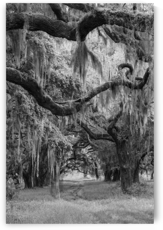 Spanish Moss in Georgia II by Images By Jon Evan