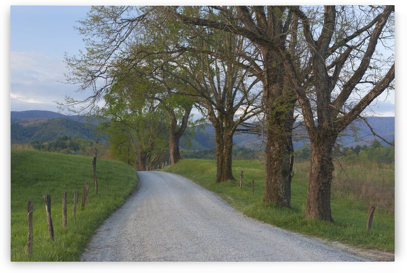 Trees on a Path by Images By Jon Evan