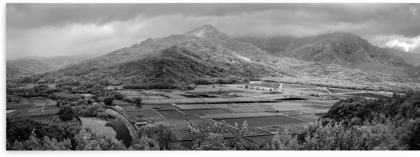 kauai infrared Taro Terrain by Images By Jon Evan