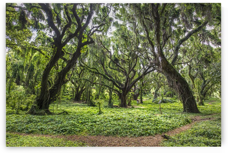 Evergreen by Images By Jon Evan