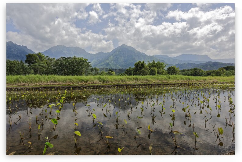 Taro of Hanalei by Images By Jon Evan