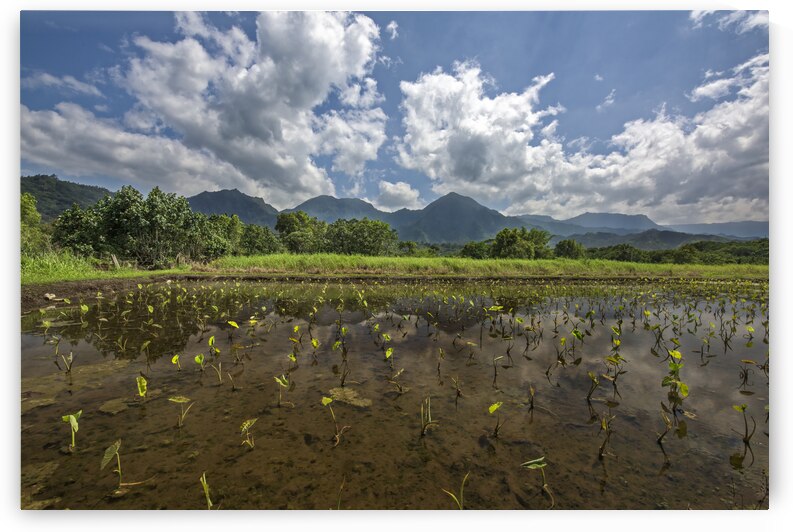 Crops on Kauai by Images By Jon Evan