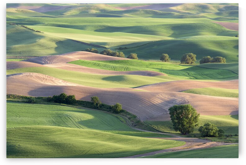 Rolling Hillsides by Images By Jon Evan