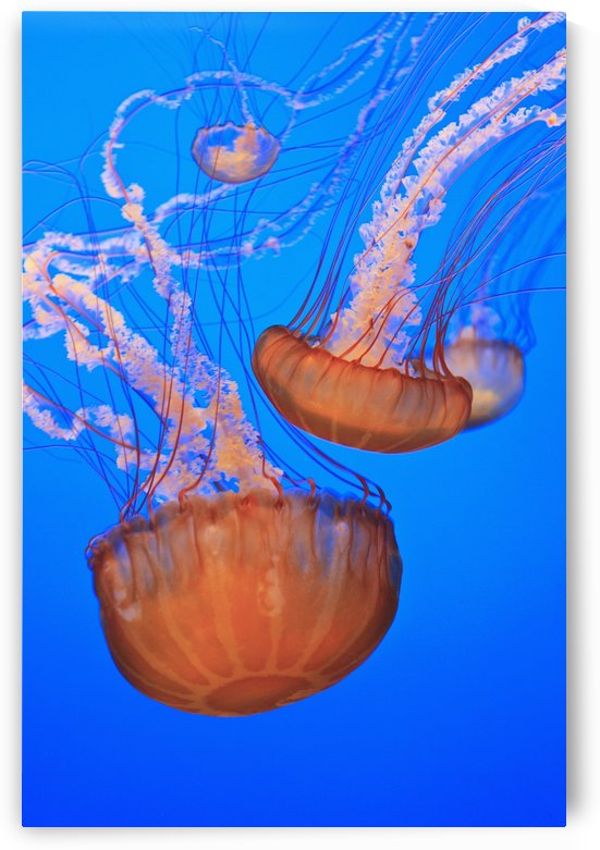 Sea Nettles (Chrysaora Fuscescens) In Monterey Bay Aquarium Display; Monterey, California, United States of America by PacificStock
