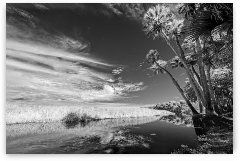 Every Other Tree by Images By Jon Evan