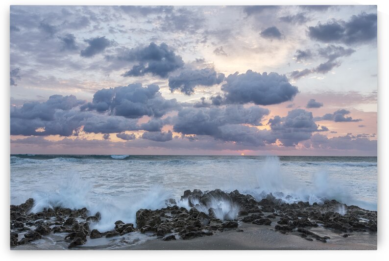 Ocean Blooms by Images By Jon Evan