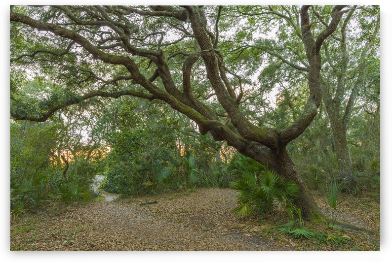 Behind the House by Images By Jon Evan