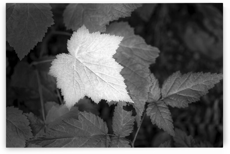 Leaf me Alone by Images By Jon Evan