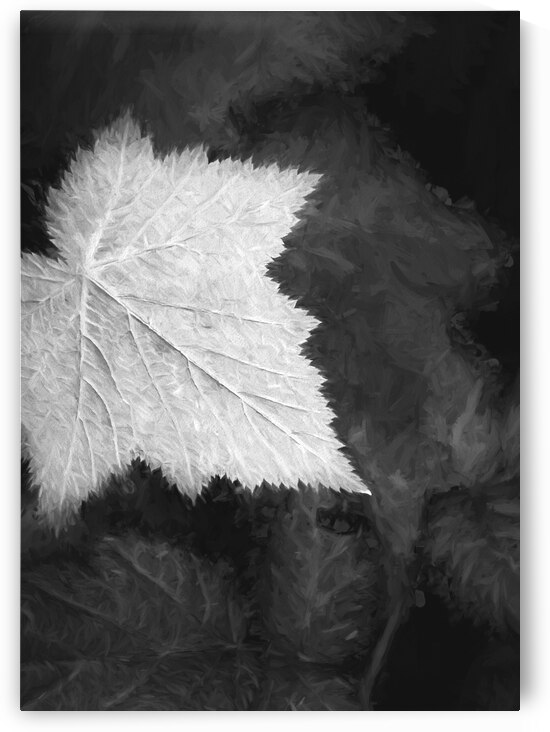 Leaf Me Alone II by Images By Jon Evan